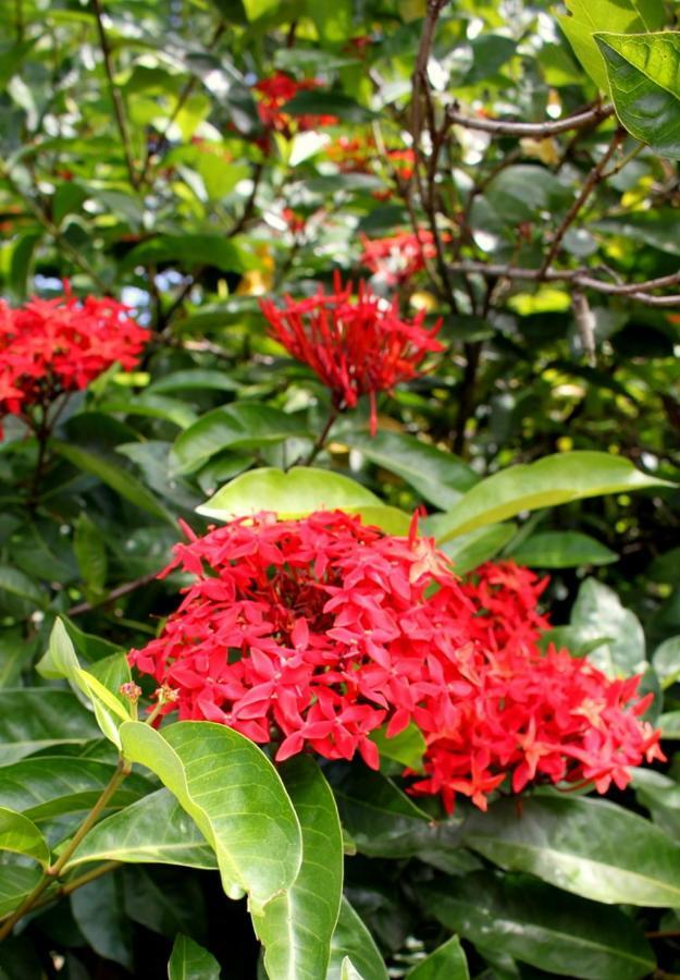 Spring Homestead Howard Springs Luaran gambar