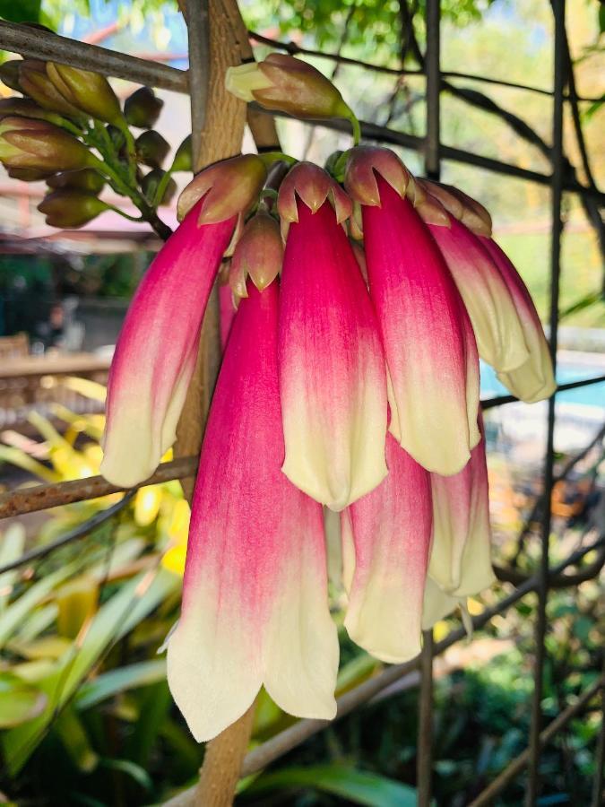 Spring Homestead Howard Springs Luaran gambar