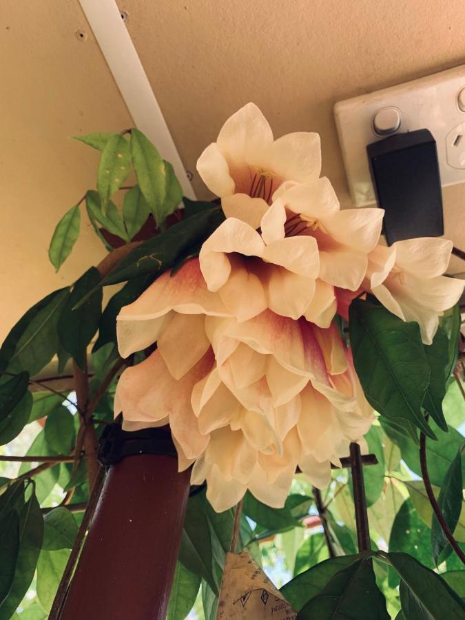 Spring Homestead Howard Springs Luaran gambar